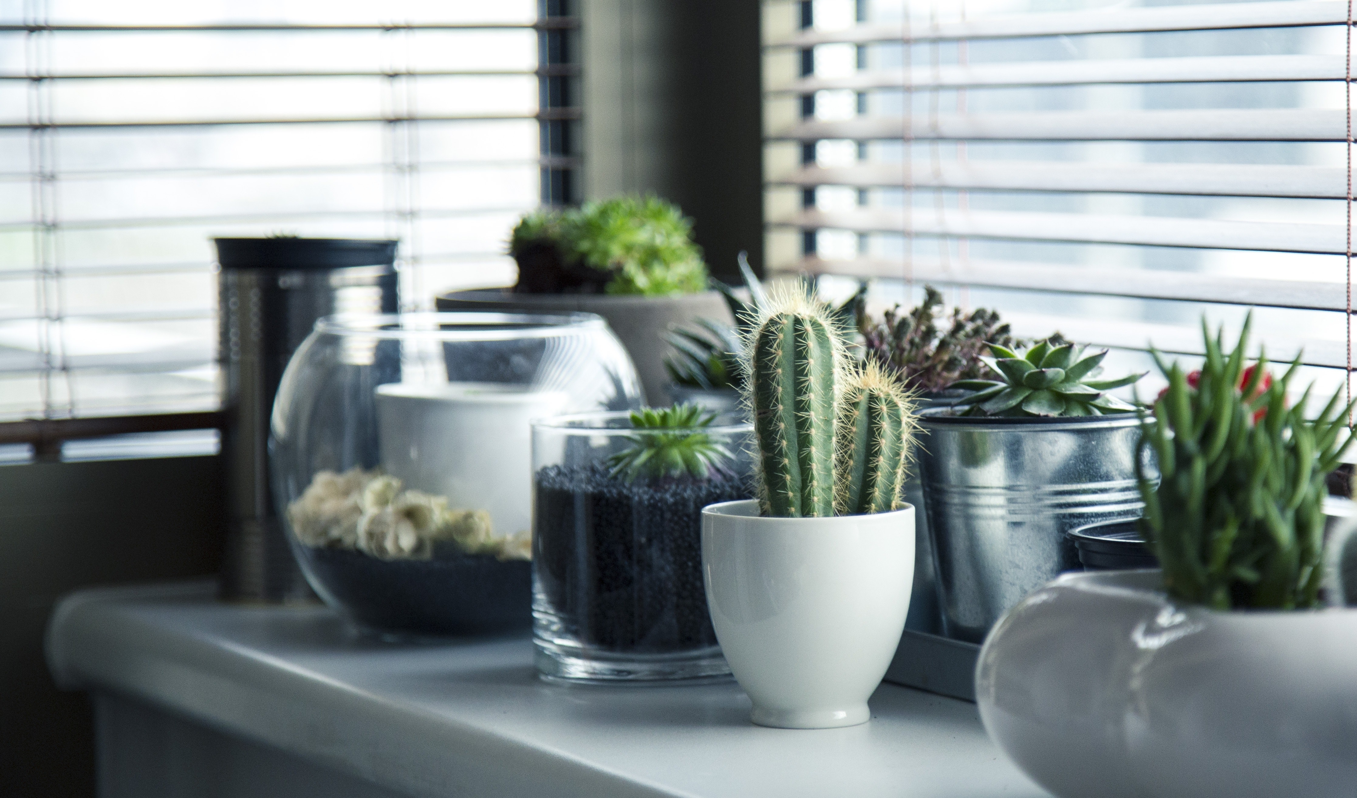 cactus-plant-on-top-white-table-37076